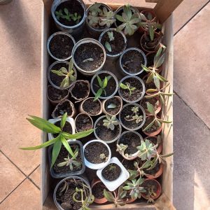 Suculentas Baby